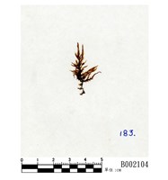 藏品(扁枝竹苔)的圖片